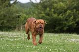 DOGUE DE BORDEAUX 263